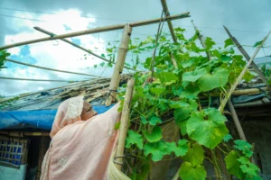 Cox’s Bazar Resilience Program – Green Skills Development